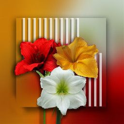 flowers*red*yellow*white freetoedit default local flowers