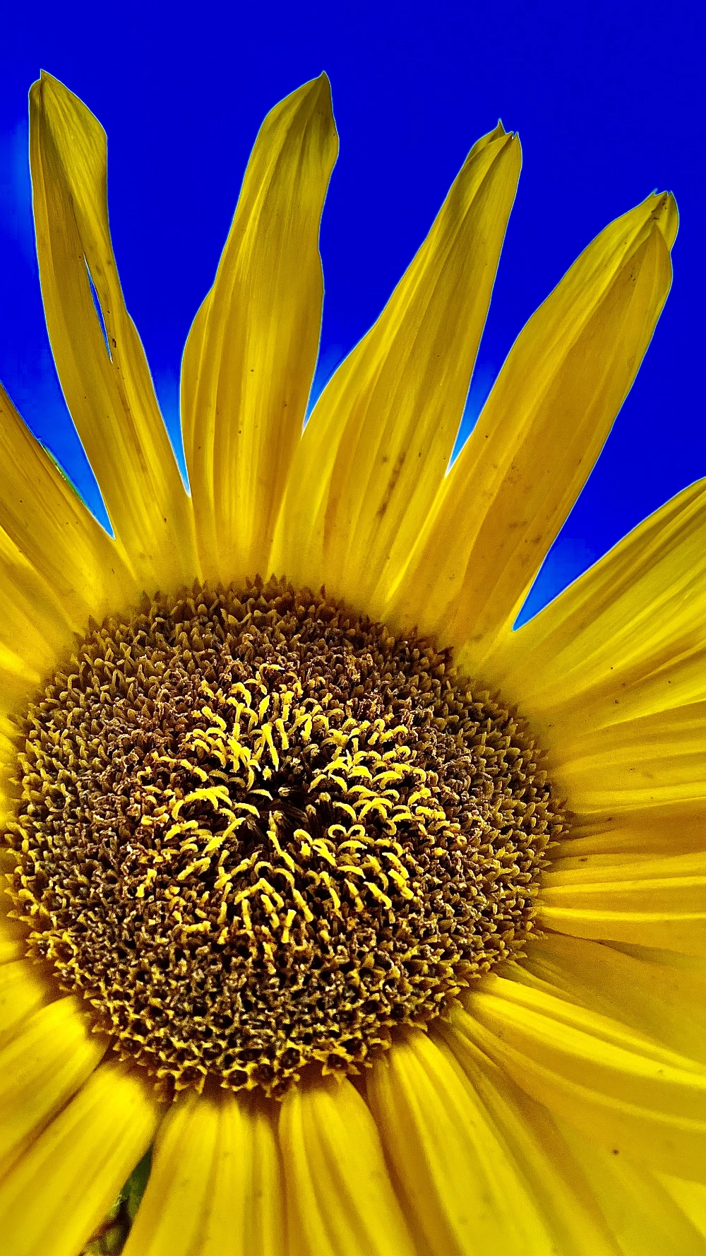 #sunflower #sunflowersplash #sundflowerbaby #bluesky