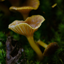 mushroom mushrooms pilze herbst autumn mushroomphotography macrophoto macro_photography macro_brilliance macroholic macro_vision autumn_love freetoedit local