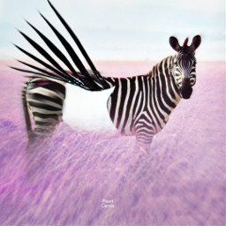surrealart zebra animals freetoedit local