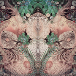 dreamland fantasygarden mushrooms brusheffect mirroreffect motioneffect freetoedit local