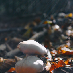 mushroom mushrooms autumn herbst intheforest forest forestwalks autumnwalk macro macrophotography pilze macrophoto freetoedit