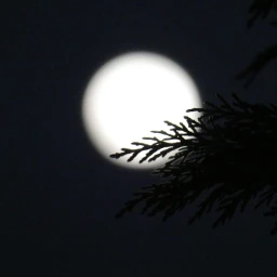 freetoedit moon night silhouette backgrounds sky pcinthedark inthedark
