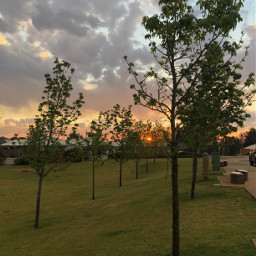 freetoedit photography trees sunset sky skyphotography
