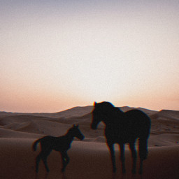 sunset horses silhouette picsart sundown animal sun freetoedit