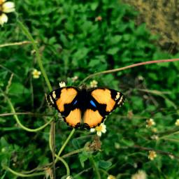 butterfly butterflywings adjust curve edit closeup macro nature green leaves garden editbyme picsartreplay picsarteffects doubleexposure freetoedit