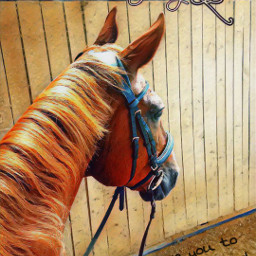 mylove horses animal horsesforlife pferdeliebe pferde horselove horseriding edit reiten festino freetoedit