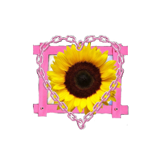 sticker overlay shape complex aesthetic aestheticoverlay freetoedit pink flower