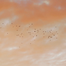 freetoedit photography background backgrounds birds sky pink clouds makeawesome