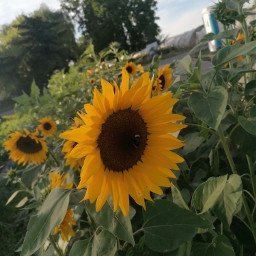 sunflower yellow aesthetic vibes 🌻 freetoedit