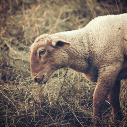 freetoedit photography sheep cute cutecreatures animallove randomclick picsarteffects