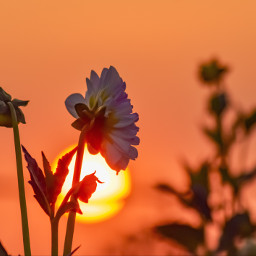 flower flowers backlight sunrise myphoto myedit freetoedit