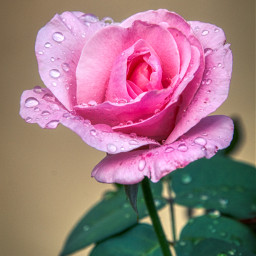 photography closeup rose flower love emotions waterdrops freetoedit
