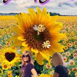 sunflower freetoedit ircsunflowerbeauty sunflowerbeauty