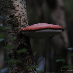 photography myphoto mushroom