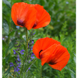 flowers flowerhead poppy colorful meadow klatschmohn freetoedit