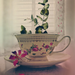 mastershoutout stilllife cup teacup plant flower madewithpicsart unsplash freetoedit