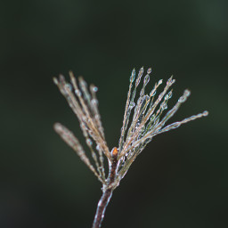 winter ice pine minimal freetoedit