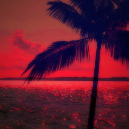 remix remixed palmtree shadowmask palm palmeira evening sundown endofday sunset eveningvibes ocean beach pinkaesthetic dark freetoedit