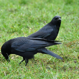 bird blackbird oiseau wildlife corvids corvidé corvidae photography corvidsofinstagram animal crow wild wildphotography beauty freetoedit local
