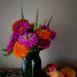 photography flowers bouquet zinnias orangeandpink apples vase arrangement freetoedit pcstilllifephotography stilllifephotography