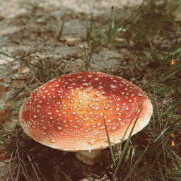 mushroom freetoedit