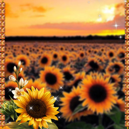 freetoedit sunflower sunflowers