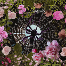 freetoedit spider ircthroughthebuilding throughthebuilding spiderweb flower flowers nature pink green cute romantic roses garden soft cottagecore fairycore animal insect angelcore vintage web retro aesthetic surreal