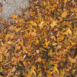 fall fallaesthetic fallbackground fallleaves lookingdown photography autumn autumnleaves leaves autumnaesthetic brown brownaesthetic freetoedit