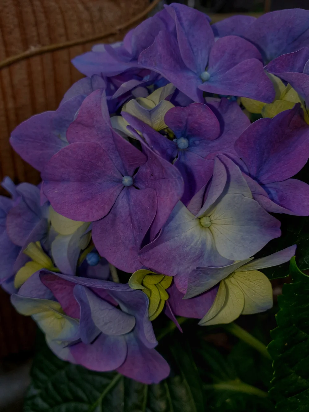 Photography#flower#Hydrangea#flowerphotography#flowerlove#colorful#myphoto#
