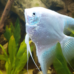 fish pccolorgreen colorgreen