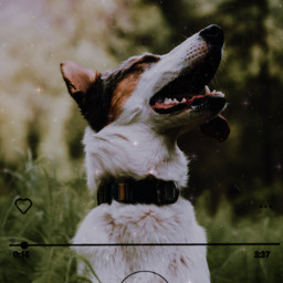 animals dog effects filters freetoedit sparkly musicplayer beautiful pops happydays goodvibesonly enjoy pretty open adorable cute srcmusicplayer