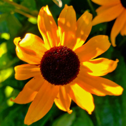 sunlightonflowerpetals freetoedit