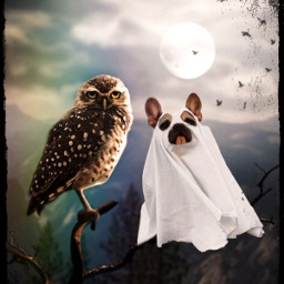 halloween dog ghost owl challenge remixchallenge remixit katyarts freetoedit ircspookyspooky spookyspooky