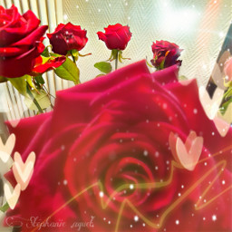 rose rouge red flower flowers fleurs fleursdesteph nature nature_seg plant plante