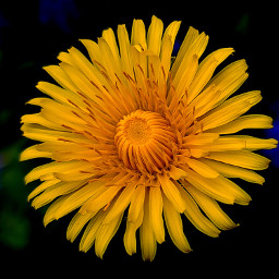 macro closeup darkyellow yellow yellowaesthetic flower yellowflower spring springvibes springflower naturephorography freetoedit