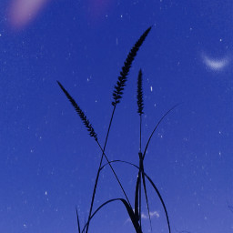 myphto sky stars purple plant nature