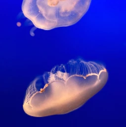 freetoedit nature closeup jellyfish pcshareamemory shareamemory