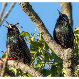 bird starling nature naturephotography wildlife freetoedit