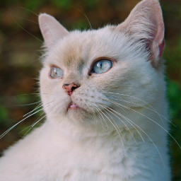 luna cat pcwhiteisee whiteisee