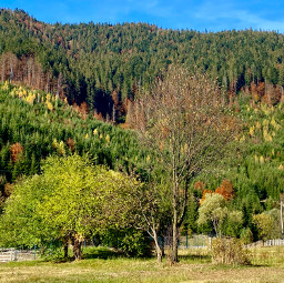 freetoedit autumn forest ukraine mountains trees leaves amazing