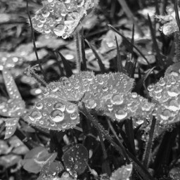 freetoedit blackandwhite clovers garden nature dewdrops rain drops water macrophotography grass crimsonclover eattheweeds pcblackandwhite