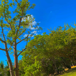freetoedit pretty brazil farm beautiful sky trees challenge picsart picsartchallenge pcwhatidreamabout whatidreamabout
