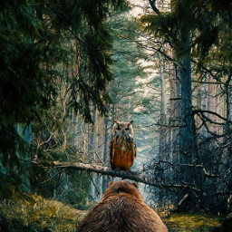 magicalforest colorful animals intheforest bear owl nature freetoedit