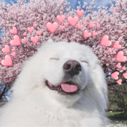 freetoedit dog doggo hearts pinktree pink cute