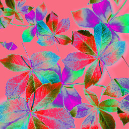 masterremasters replay edit leaves patternbackgrounds patterns backgrounds art popart pink brneffect brn layout flamboyant leaf freetoedit