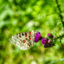 happyweekend photography butterfly closeup macro summer beautiful makeawesome heypicsart naturephotography naturelovers freetoedit