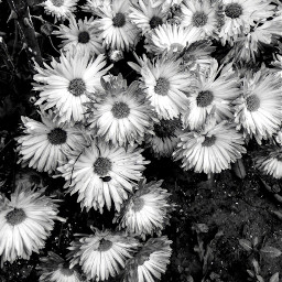 photography daisy flowers spreadlove freetoedit