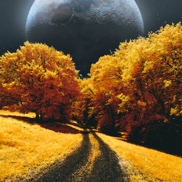 road trees autumncolors freetoedit picsart background