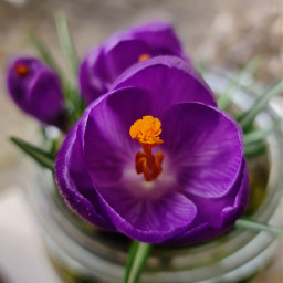 pcspringinmyhometown springinmyhometown violet purple flower crocus macro myphotography flowerphtography spring floral freetoedit
